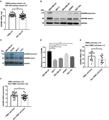 ADAM9 Mediates Triple-Negative Breast Cancer Progression via AKT/NF-κB Pathway